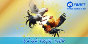 đá gà trực tiếp